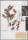 Foto von Salix aurita L. x Salix myrtilloides L.